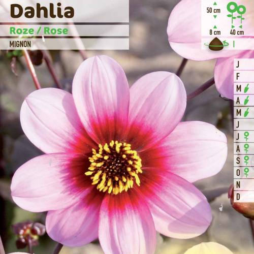 Dahlia Mignon rose