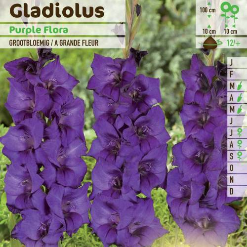 Glaeul 'Purple flora'