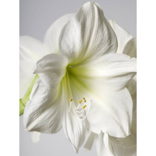 Amaryllis Blanc simple