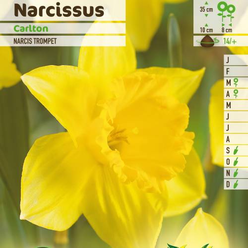 Narcisse trompette 'Carlton' : vente Narcisse trompette 'Carlton' /