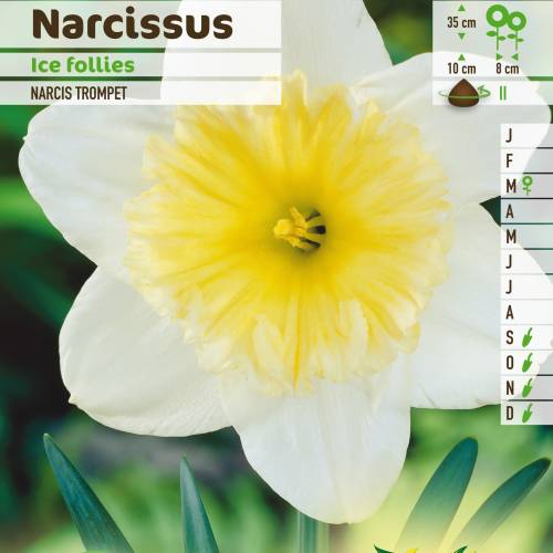 Narcisse trompette 'Ice Follies' : vente Narcisse trompette 'Ice Follies' /