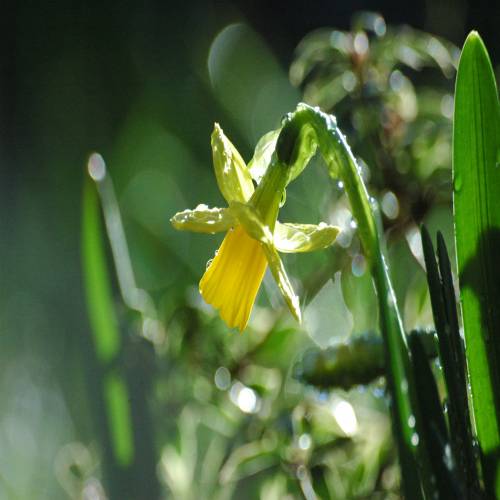 Narcisse botanique 'Tête à tête' : vente Narcisse botanique 'Tête à tête' /