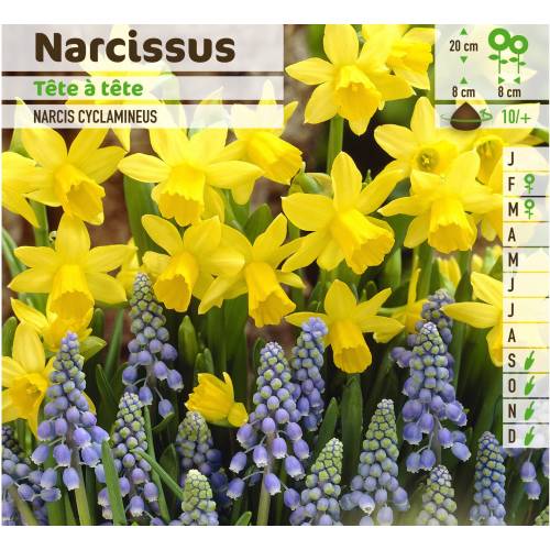 Narcisse botanique 'Tête à tête' : vente Narcisse botanique 'Tête à tête' /