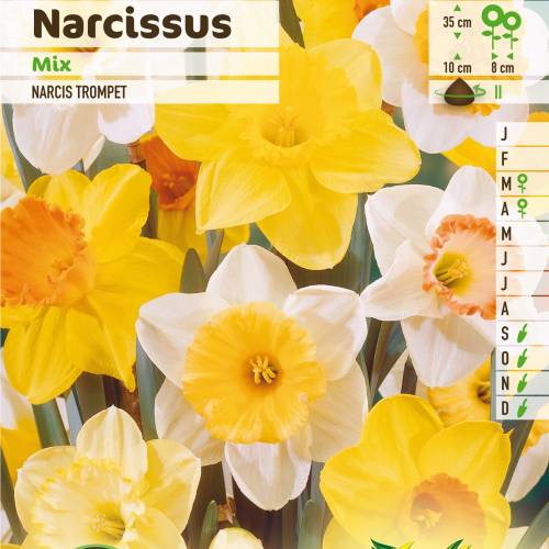 Narcisse trompette en mlange