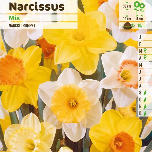 Narcisse trompette en mlange