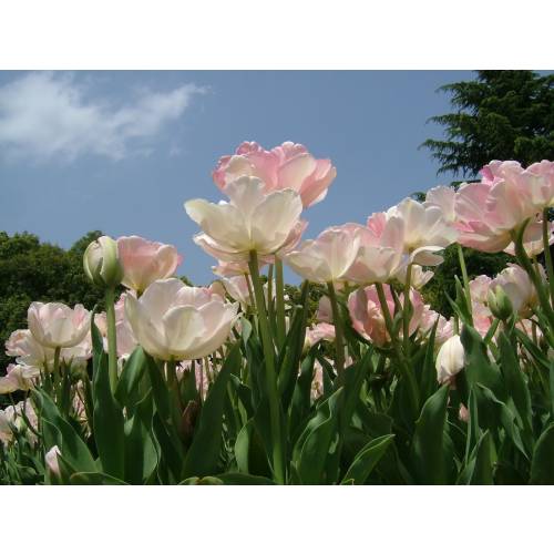 Tulipe double tardive 'Finola'