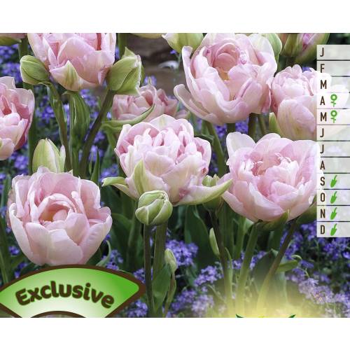 Tulipe double tardive 'Finola'