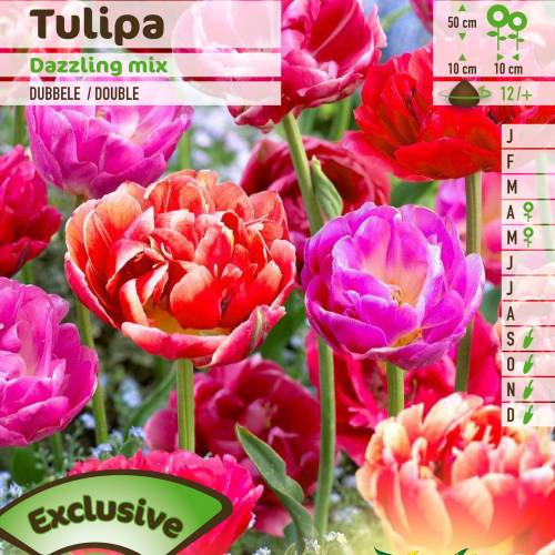 Tulipe double tardive en mlange
