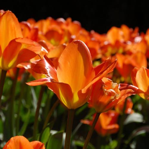 Tulipe fosteriana 'Orange Emperor'