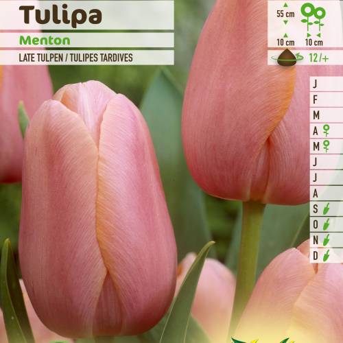 Tulipe tardive 'Menton'