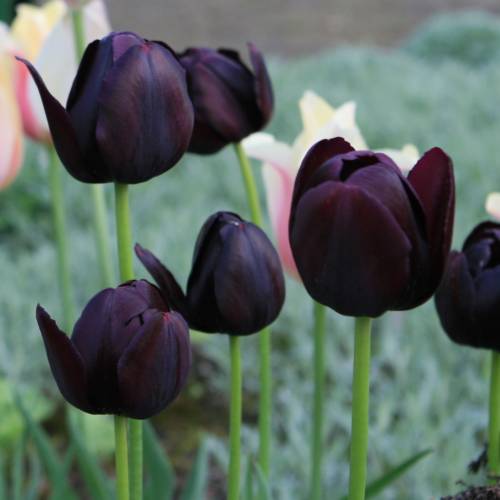 Tulipe tardive 'Queen of the Night' : vente Tulipe tardive 'Queen of the  Night' /