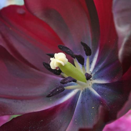 Tulipe tardive 'Queen of the Night'