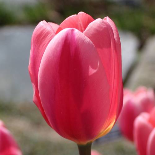 Tulipe triomphe 'Don Quichotte'