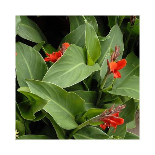 Bulbes Cannas petit prix - Fin de saison