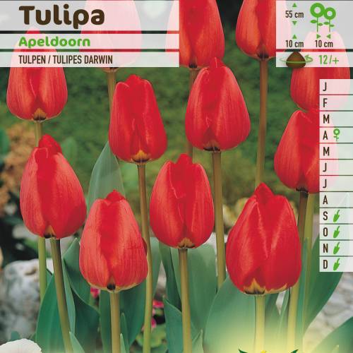 Tulipe Darwin 'Apeldoorn'