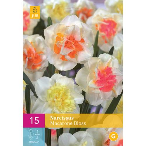 Narcisse double Macaron Bloss