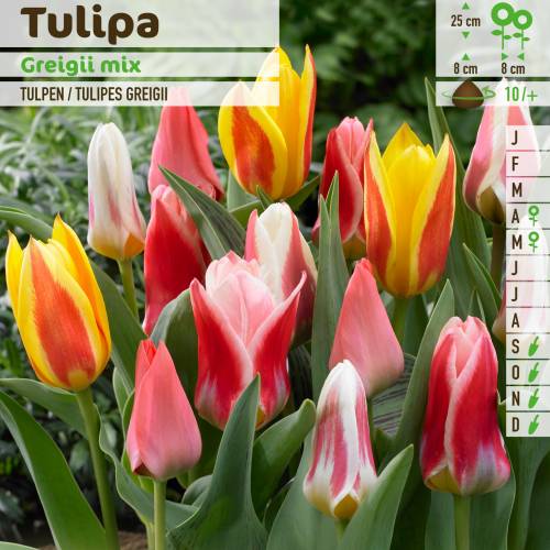 Tulipe Greigii en mlange