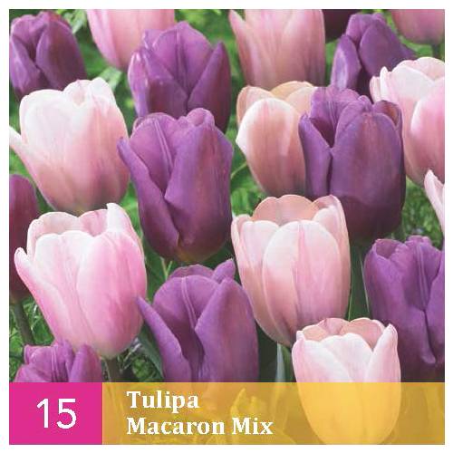 Tulipe en mlange Macaron