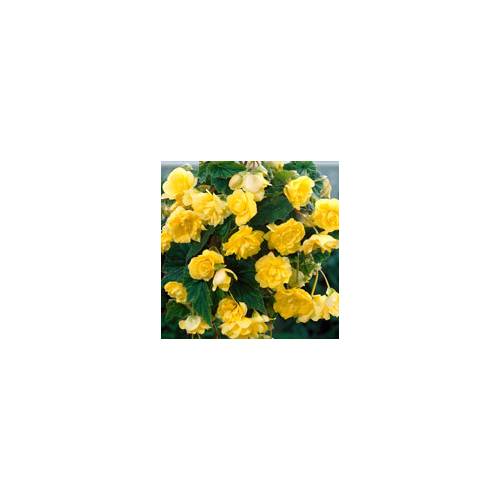 Bgonia Retombant Jaune