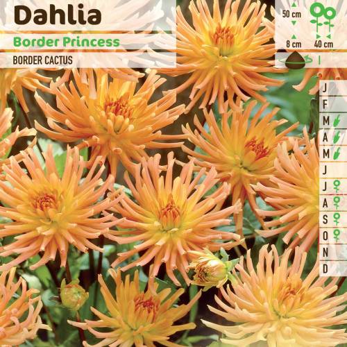 Dahlia Nain Cactus 'Border Princess'