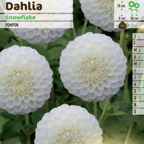 Dahlia Pompon 'Snowflake'