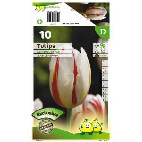 Tulipe triomphe 'Carnaval de Rio'