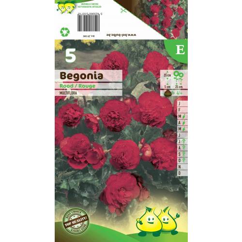 Bgonia Multiflora Rouge