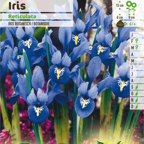 Iris Rticul