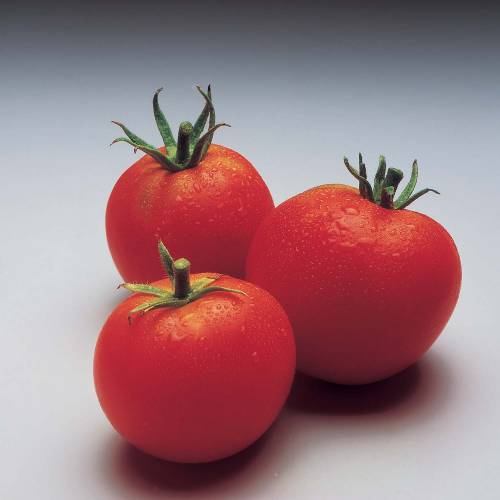 Tomate Montfavet 63/5 Hyb. F1
