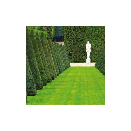 Gazon Prestige - 5kg - 200m2