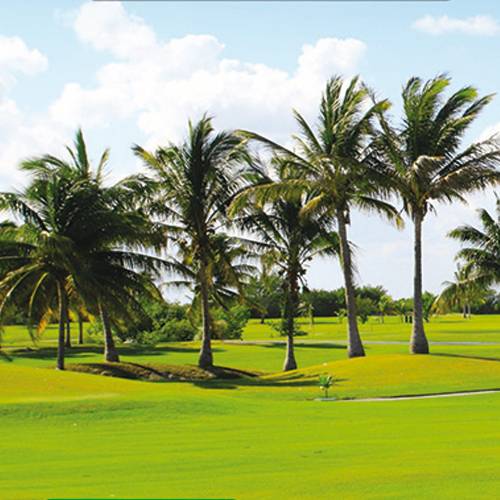 Gazon Terrain sec - 10 kg - 350m2