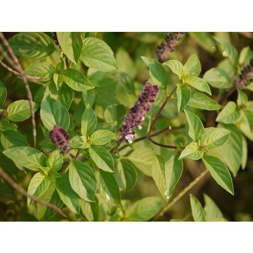 Basilic Cannelle - Semences