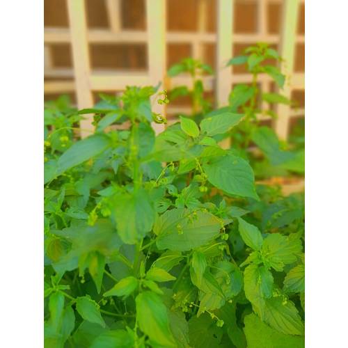 Basilic Citron - Semences