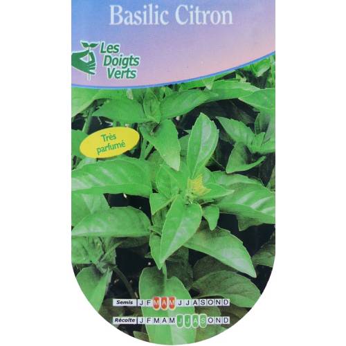 Basilic Citron - Semences
