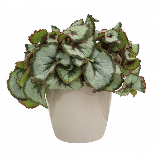 Brussels Diamond Round 14cm Grisr - Elho