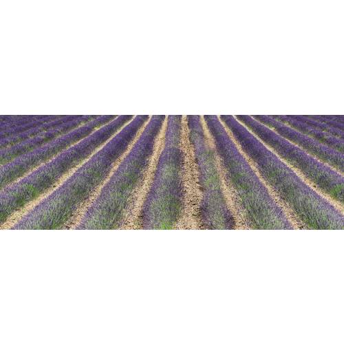 Poster Lavande