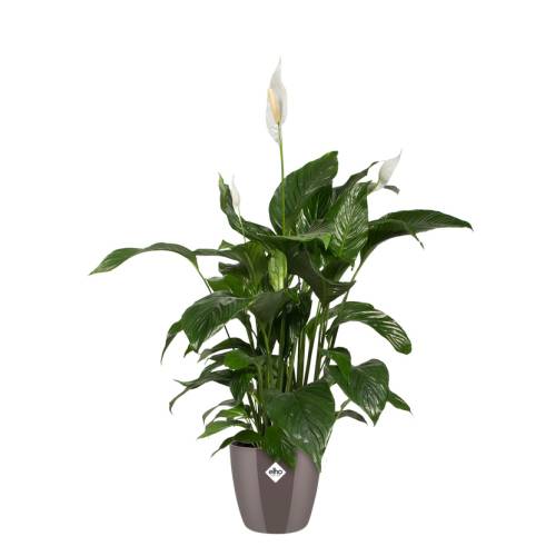 Brussels Diamond Round 18cm Gris Perle - Elho