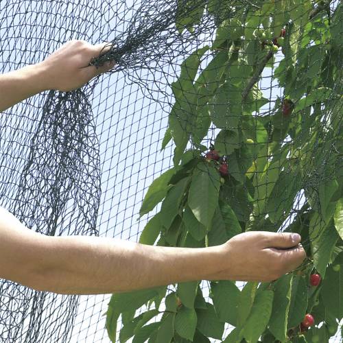 Filet à fruit - Protection des arbres fruitiers, vente au meilleur prix