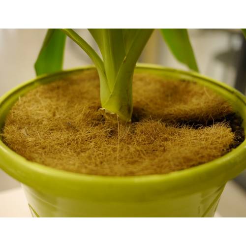 Disque Coco - D.19 cm