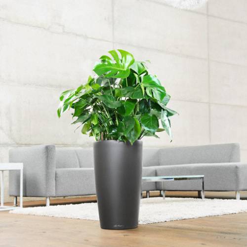 Rondo 32 - Anthracite - LECHUZA