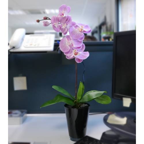 Plante Artificielle - Phalaenopsis Violet - MICA