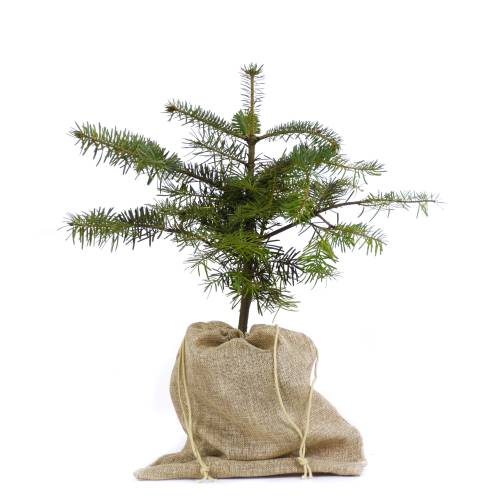 Arbre de No�l - Sapin Nordmann Pot 1L + pochon