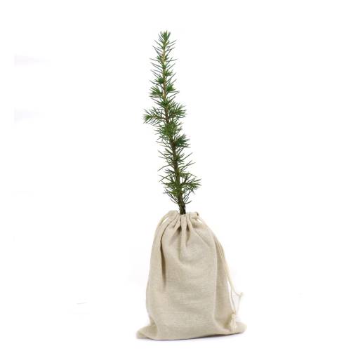 Arbre de Nol - Cdre de l'Atlas en motte +pochon