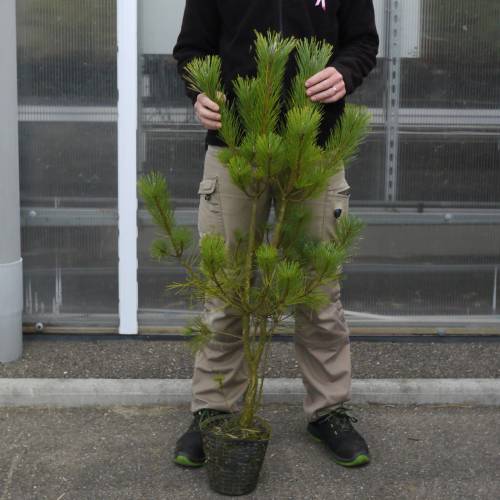 Arbre de No�l - Pin rouge du Japon en pot 3L