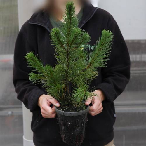 Arbre de Nol - Pin nain mughus Pot 1 Litre