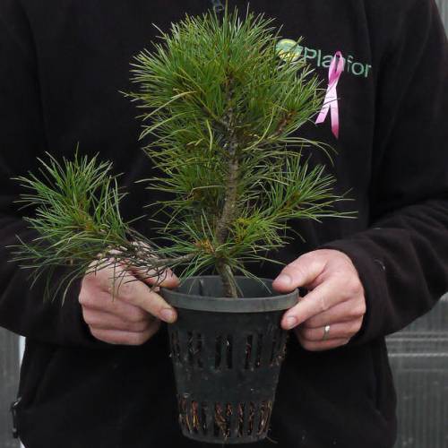 Arbre de Nol - Pin Napolon Pot 1 Litre