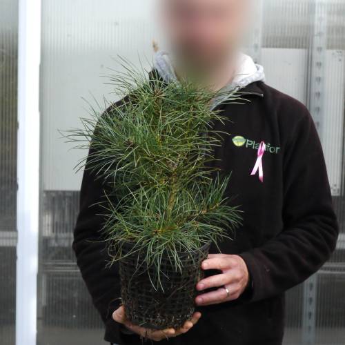 Arbre de Nol - Pin Napolon Pot 3 Litres