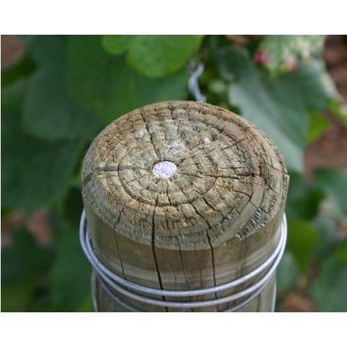 Piquet frais Pin H 150 EXW