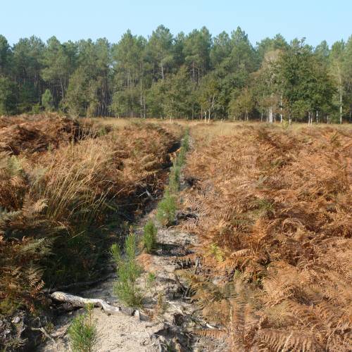 Dgagement des jeunes plantations forestires