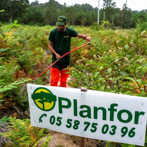 Dgagement des jeunes plantations forestires